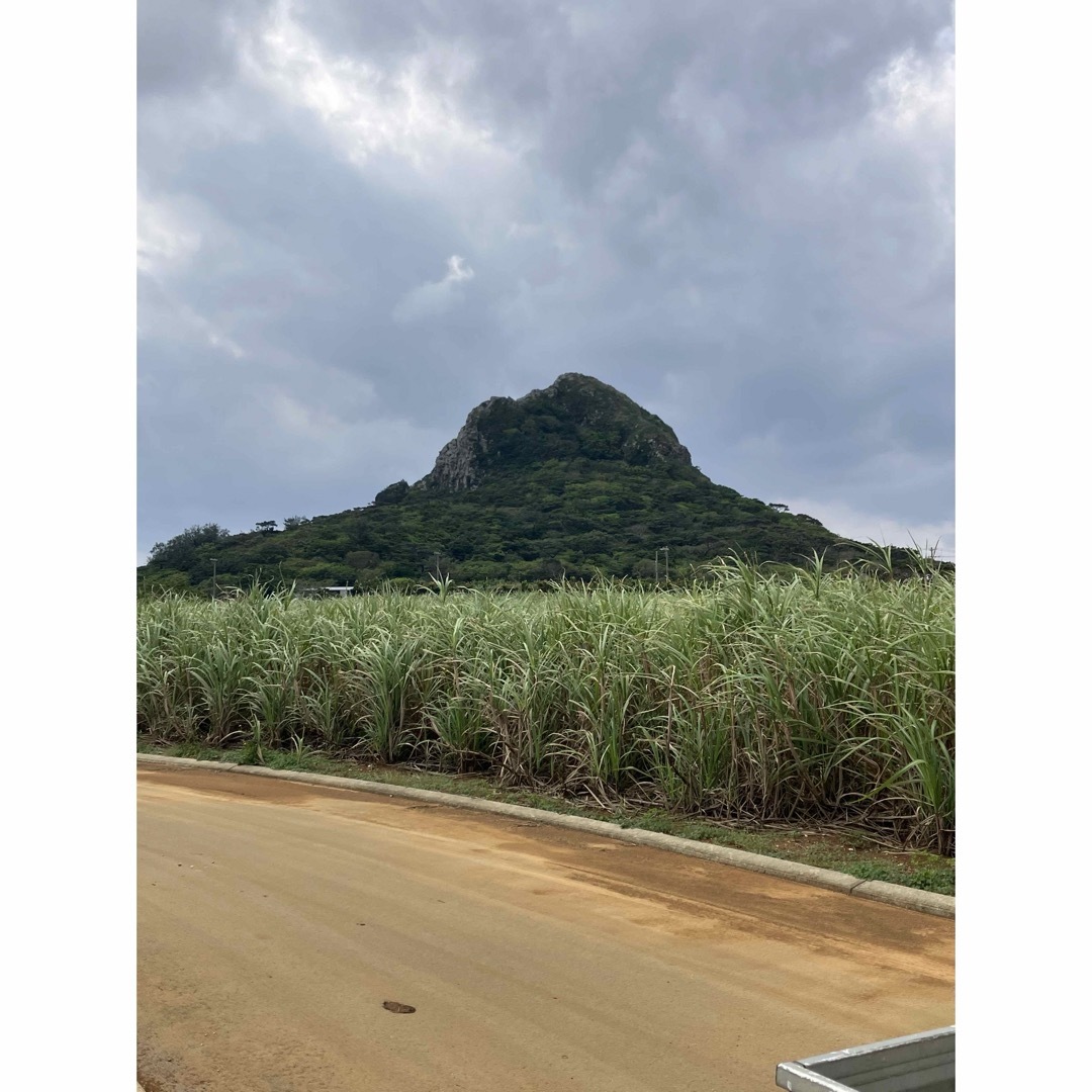 【美味！大好評！健康美容野菜！今が旬！】沖縄　伊江島産　島らっきょう　1kg 食品/飲料/酒の食品(野菜)の商品写真