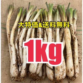 【美味！大好評！健康美容野菜！今が旬！】沖縄　伊江島産　島らっきょう　1kg