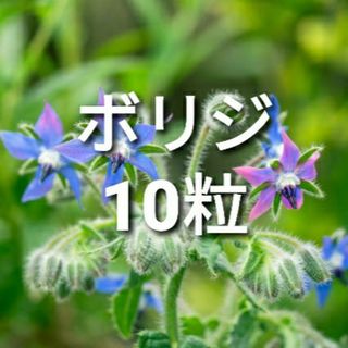 ボリジの種　10粒　ハーブ(その他)