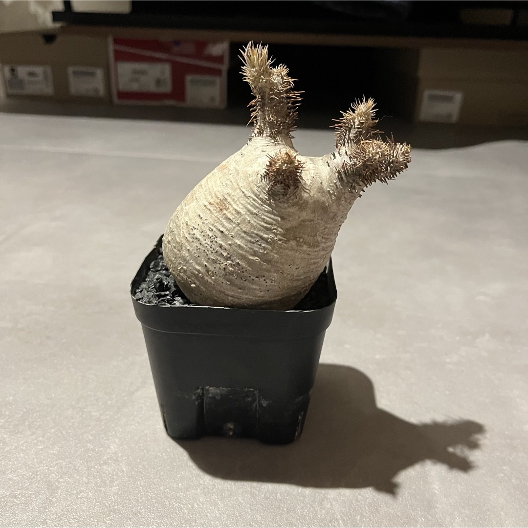 パキポディウム マカイエンセ 塊根植物 発根済 グラキリス つぶせる パキポディウム マカイエンセ 塊根植物 発根済 グラキリス つぶせる