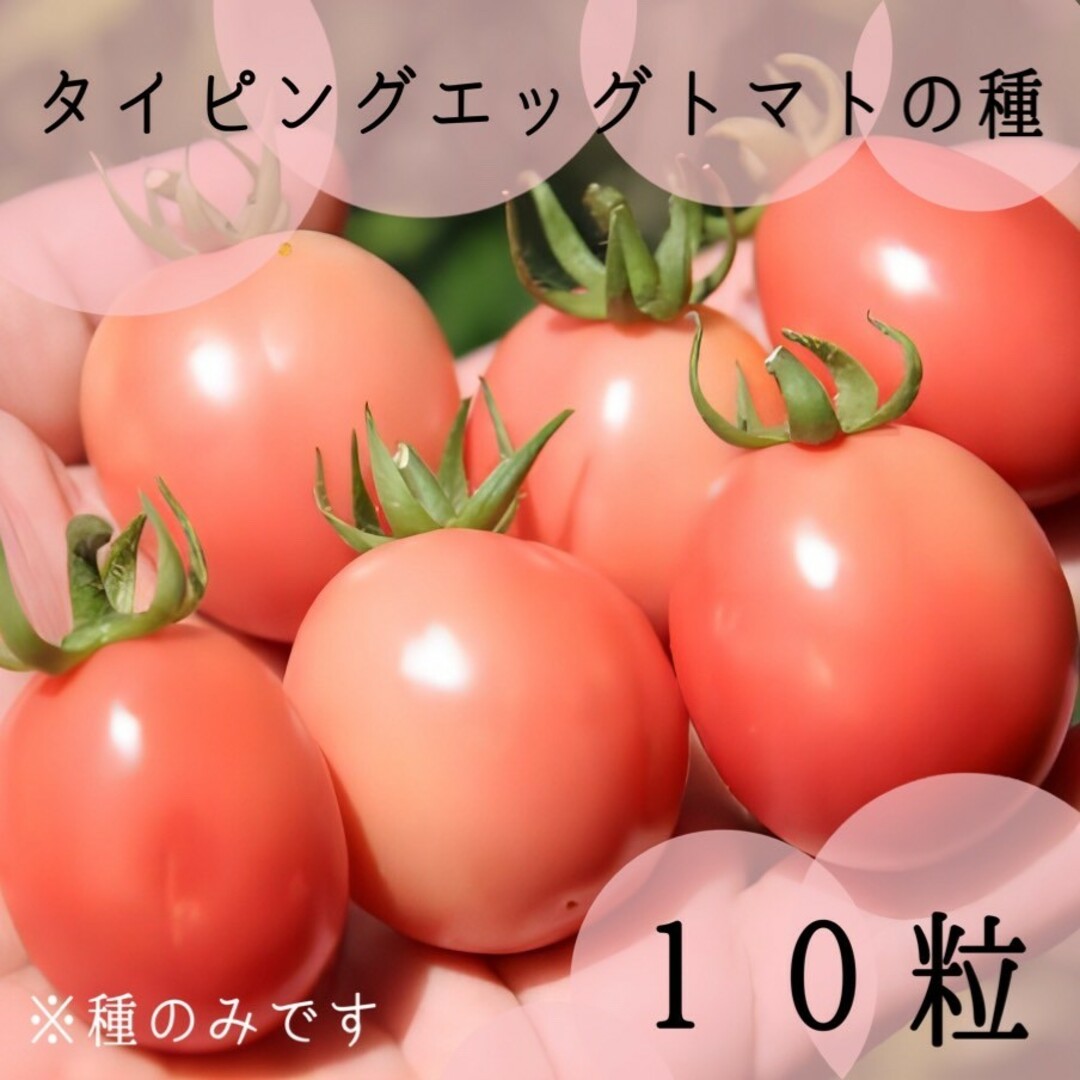 選別済タイピンクエッグトマトの種10粒＋アルファ　発芽率90％以上 食品/飲料/酒の食品(野菜)の商品写真