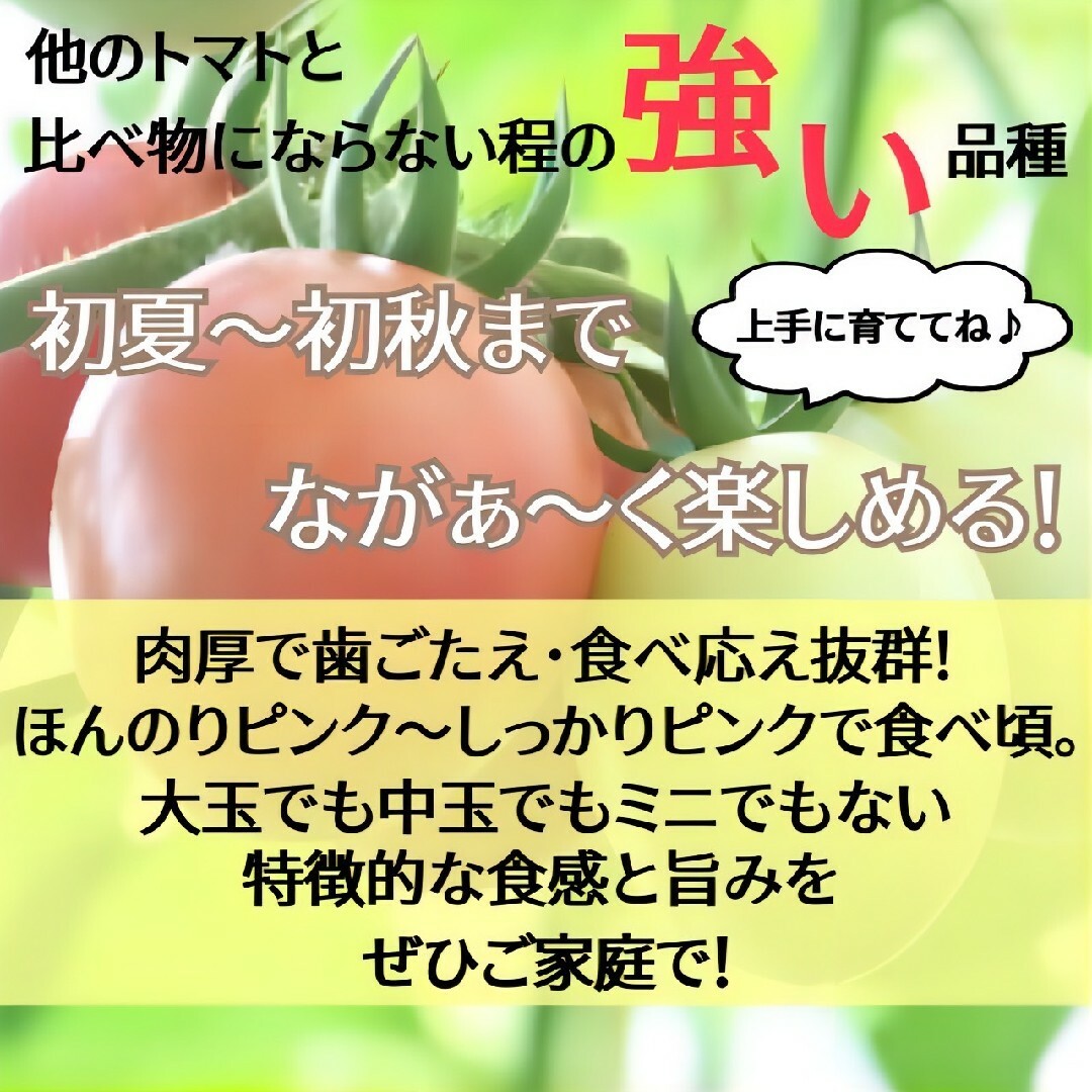 選別済タイピンクエッグトマトの種10粒＋アルファ　発芽率90％以上 食品/飲料/酒の食品(野菜)の商品写真