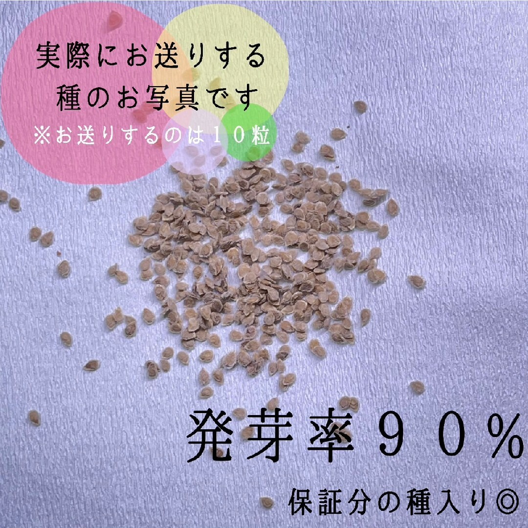 選別済タイピンクエッグトマトの種10粒＋アルファ　発芽率90％以上 食品/飲料/酒の食品(野菜)の商品写真