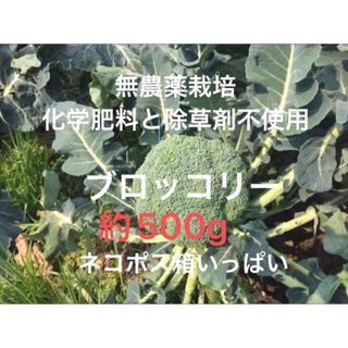 新鮮無農薬栽培　香川県産　カットブロッコリー 500g(野菜)