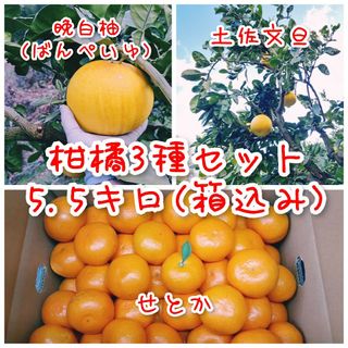 【1箱限定】【愛媛県明浜町産】 せとか 土佐文旦 晩白柚 5.5キロ(箱込み)(フルーツ)