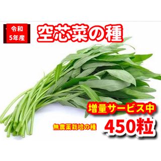 空芯菜種22g【450粒前後】農薬:栽培期間中不使用の種★ベトナムの栽培方法記載(その他)