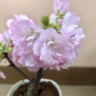 旭山桜（一才桜）　4.5号鉢(その他)