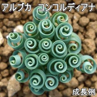 アルブカ コンコルディアナ 1球 ケープバルブ オーニソガラム 多肉植物(その他)