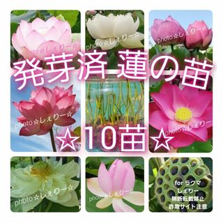 R1028 ☆ 発芽済 ☆ 花蓮 蓮根 ハス 蓮の種 蓮の苗 【１０苗】(その他)