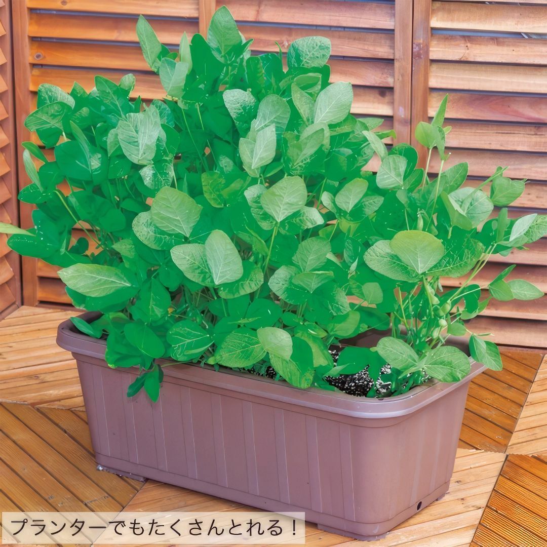 野菜種子 TVK08 快豆黒頭巾黒エダマメ 8粒 x 2袋 食品/飲料/酒の食品(野菜)の商品写真