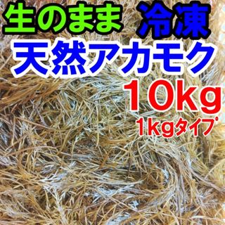 アカモク １０ｋｇ（1ｋｇ×10袋）【生のまま冷凍小分け品】の完全無添加 ！あかもく ぎばさ ねばねば ネバネバ ギバサ「冷凍　アカモク１０ｋｇ（1kｇ×10袋）」【120】(魚介)