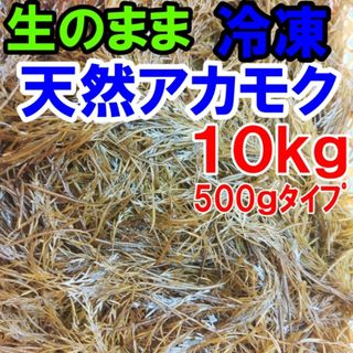 アカモク １０ｋｇ（500ｇ×20袋）【生のまま冷凍小分け品】の完全無添加 ！あかもく ぎばさ ねばねば ネバネバ ギバサ「冷凍　アカモク１０ｋｇ（500ｇ×20袋）」【120】(魚介)