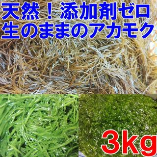 【生のまま】のアカモク ３ｋｇ完全無添加 小分けして冷凍しても良し！生のギバサ 宮城県産 他に1k,5k,10kも販売中　あかもく ぎばさ ねばねばネバネバ「生 アカモク ３ｋｇ」(魚介)