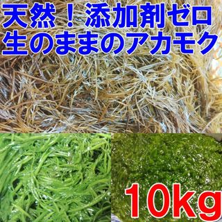 【生のまま】のアカモク １０ｋｇ完全無添加 小分けして冷凍しても良し！生のギバサ 宮城県産 他に1k,3k,5kも販売中　あかもく ぎばさ ねばねばネバネバ「生 アカモク １０ｋｇ」(魚介)