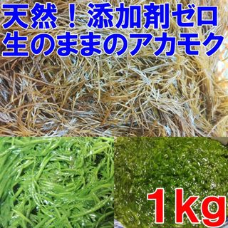 【生のまま】のアカモク １ｋｇ完全無添加 小分けして冷凍しても良し！生のギバサ 宮城県産 他に3k,5k,10kも販売中　あかもく ぎばさ ねばねばネバネバ「生 アカモク １ｋｇ」(魚介)