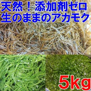 【生のまま】のアカモク ５ｋｇ完全無添加 小分けして冷凍しても良し！生のギバサ 宮城県産 他に3k,5k,10kも販売中　あかもく ぎばさ ねばねばネバネバ「生 アカモク ５ｋｇ」(魚介)