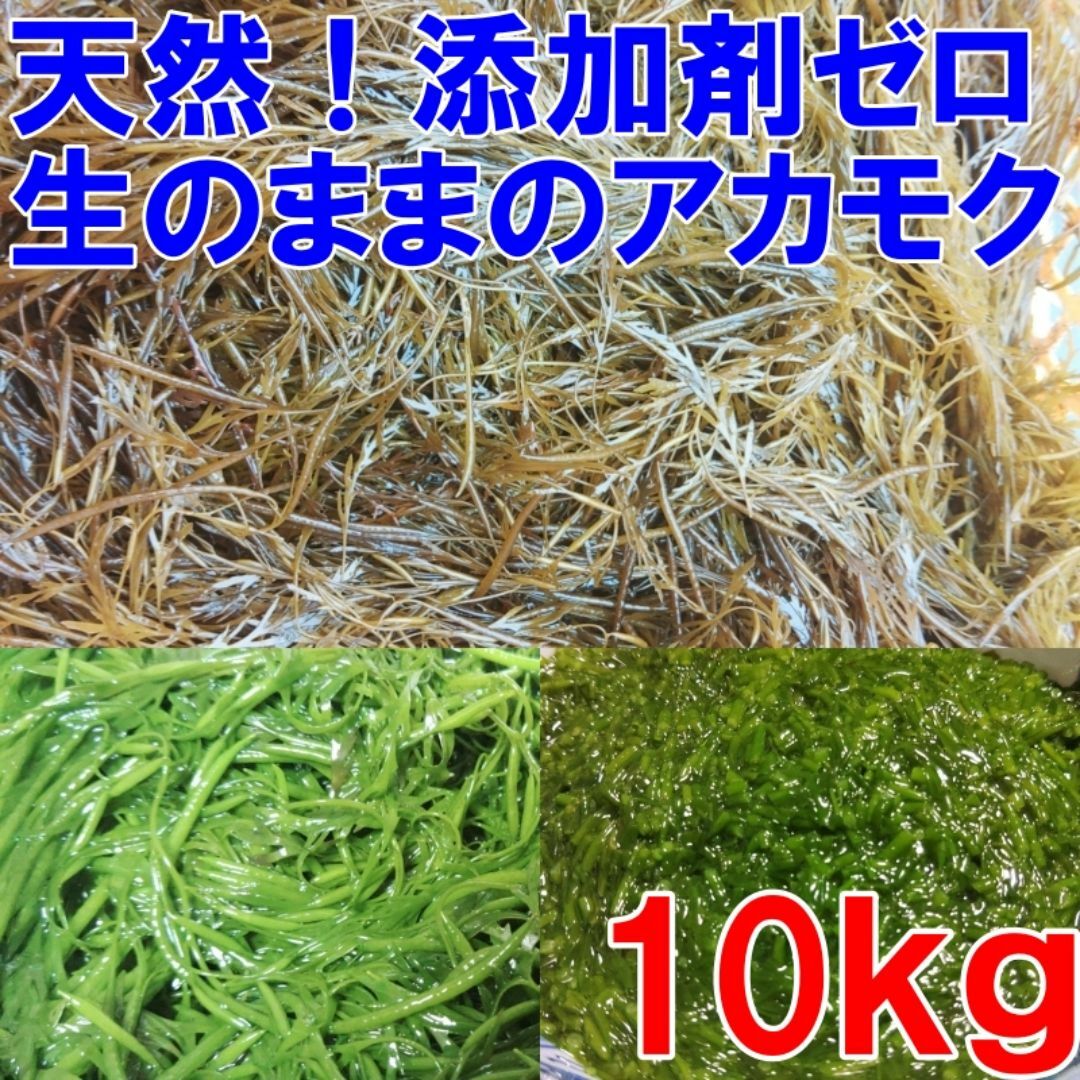 【生のまま】のアカモク １０ｋｇ完全無添加 小分けして冷凍しても良し！生のギバサ 宮城県産 他に1k,3k,5kも販売中　あかもく ぎばさ ねばねばネバネバ「生 アカモク １０ｋｇ」 食品/飲料/酒の食品(魚介)の商品写真