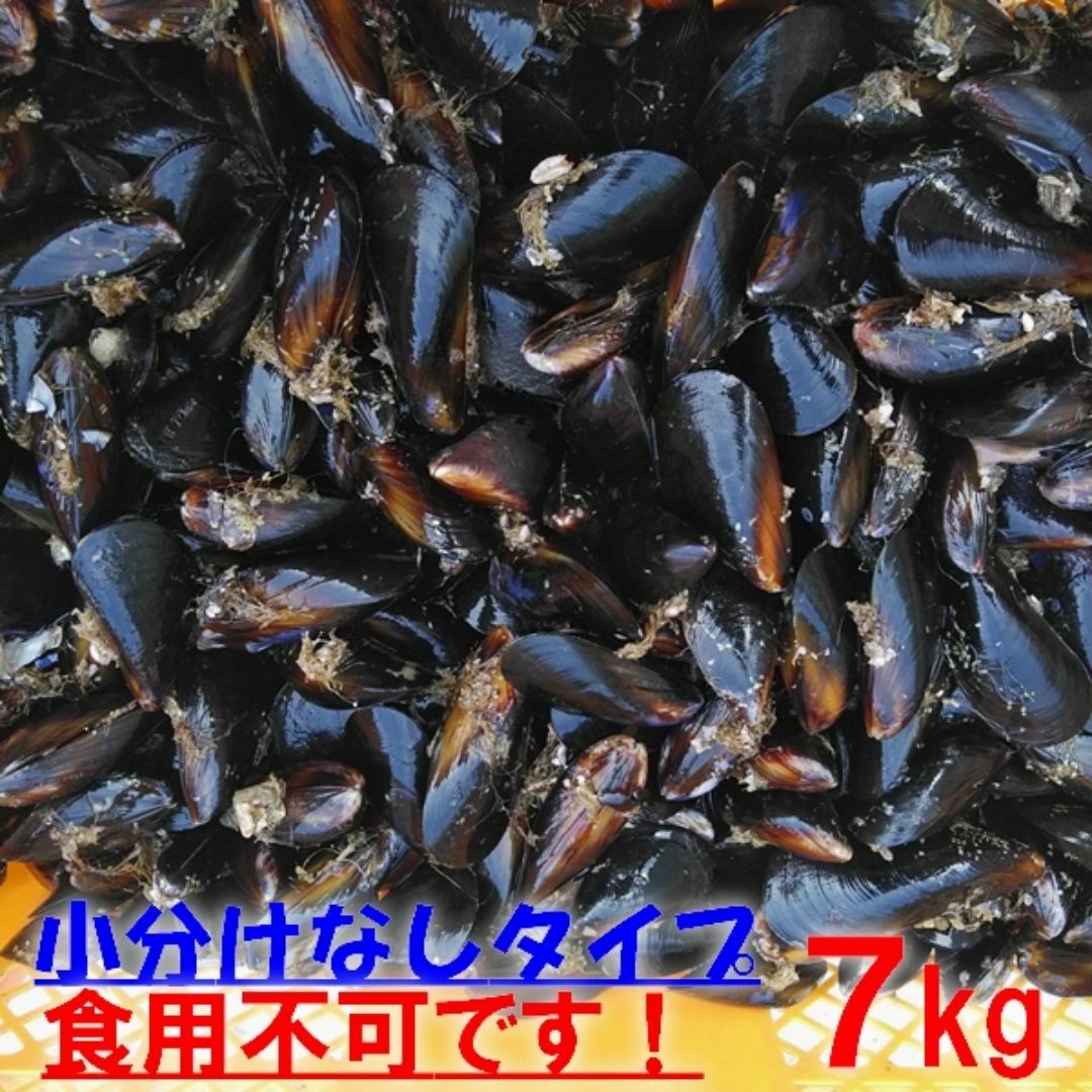 送料無料！釣り餌に★ムラサキイガイ★冷凍発送７ｋｇ★イガイ カラス貝 ムール貝 スポーツ/アウトドアのフィッシング(その他)の商品写真