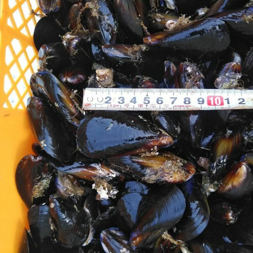 送料無料！釣り餌に★ムラサキイガイ★冷凍発送７ｋｇ★イガイ カラス貝 ムール貝 スポーツ/アウトドアのフィッシング(その他)の商品写真