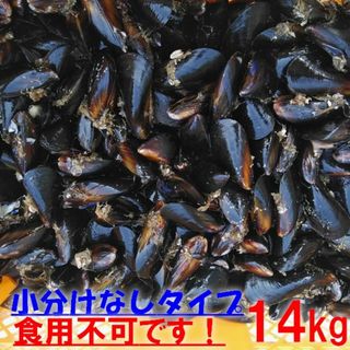 送料無料！釣り餌に★ムラサキイガイ★冷凍発送１４ｋｇ★イガイ カラス貝 ムール貝(その他)