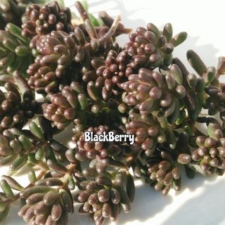 ブラックベリー　　30カット苗　　　多肉植物