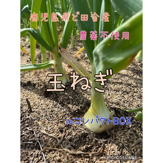 鹿児島県ど田舎産 『玉ねぎ』inコンパクトBOX♪(野菜)