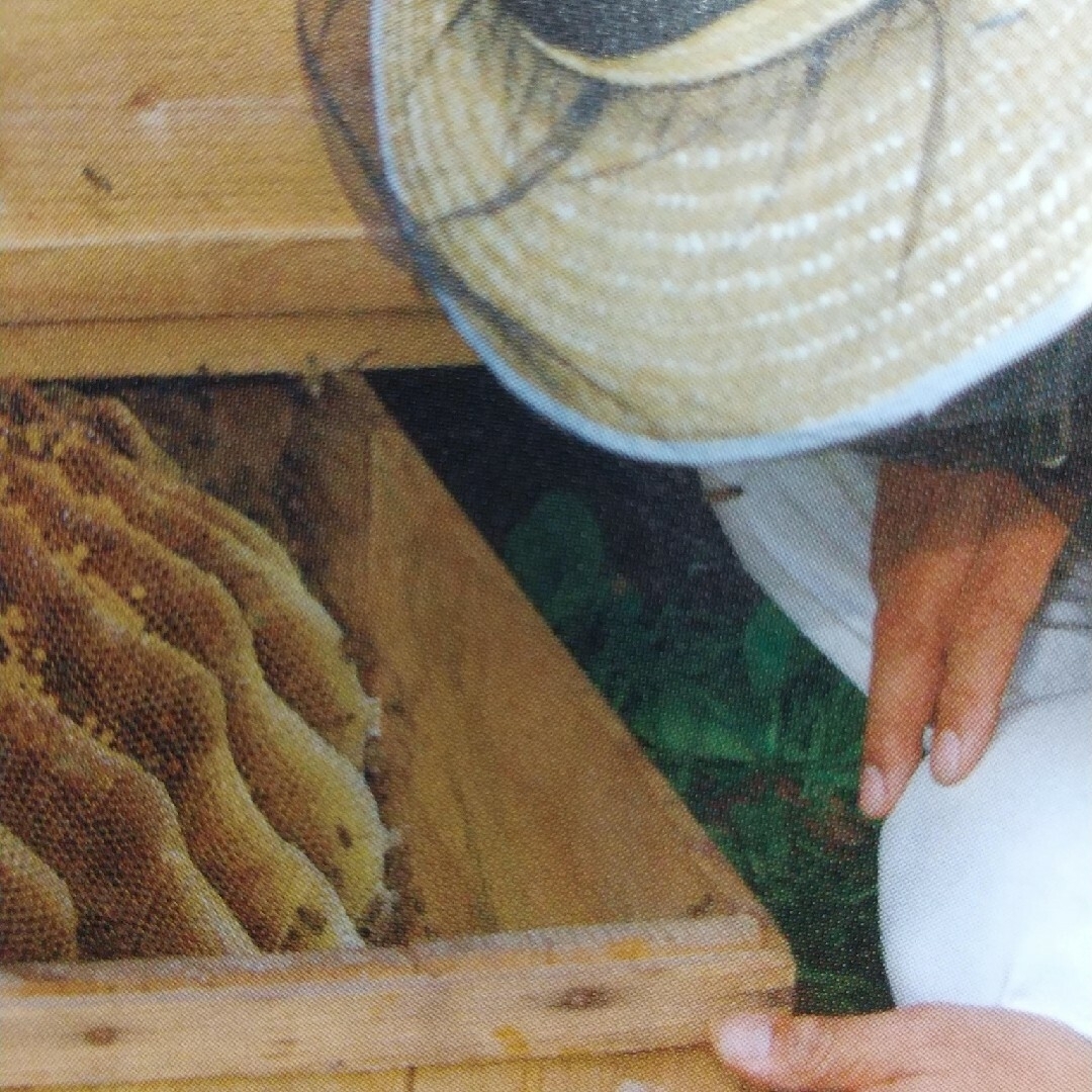 ［国産日本蜜蜂］鹿児島県南薩摩養蜂園蜂蜜500g2本非加熱 食品/飲料/酒の健康食品(その他)の商品写真