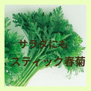 100粒　サラダにも生でもＯＫ！甘みのある✦スティック春菊✦野菜の種(その他)