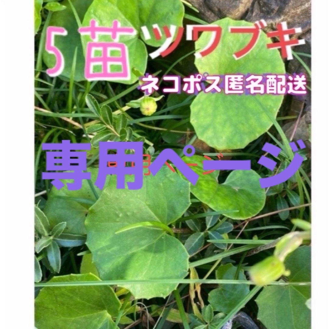 観葉植物   ツワブキ 石蕗  ❤️5株  抜き苗❤️ネコポス匿名配送 ハンドメイドのフラワー/ガーデン(その他)の商品写真