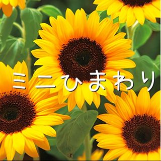 花の種 ミニひまわり スマイルラッシュ20粒(プランター)