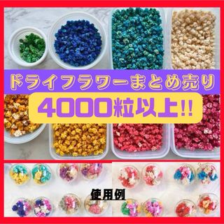 かすみ草　2000粒以上　ドライフラワー　まとめ売り　3(ドライフラワー)