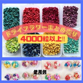 かすみ草　2000粒　ドライフラワー　まとめ売り　1(ドライフラワー)