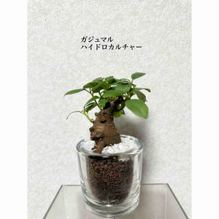 ガジュマル　ハイドロカルチャー　観葉植物(ドライフラワー)