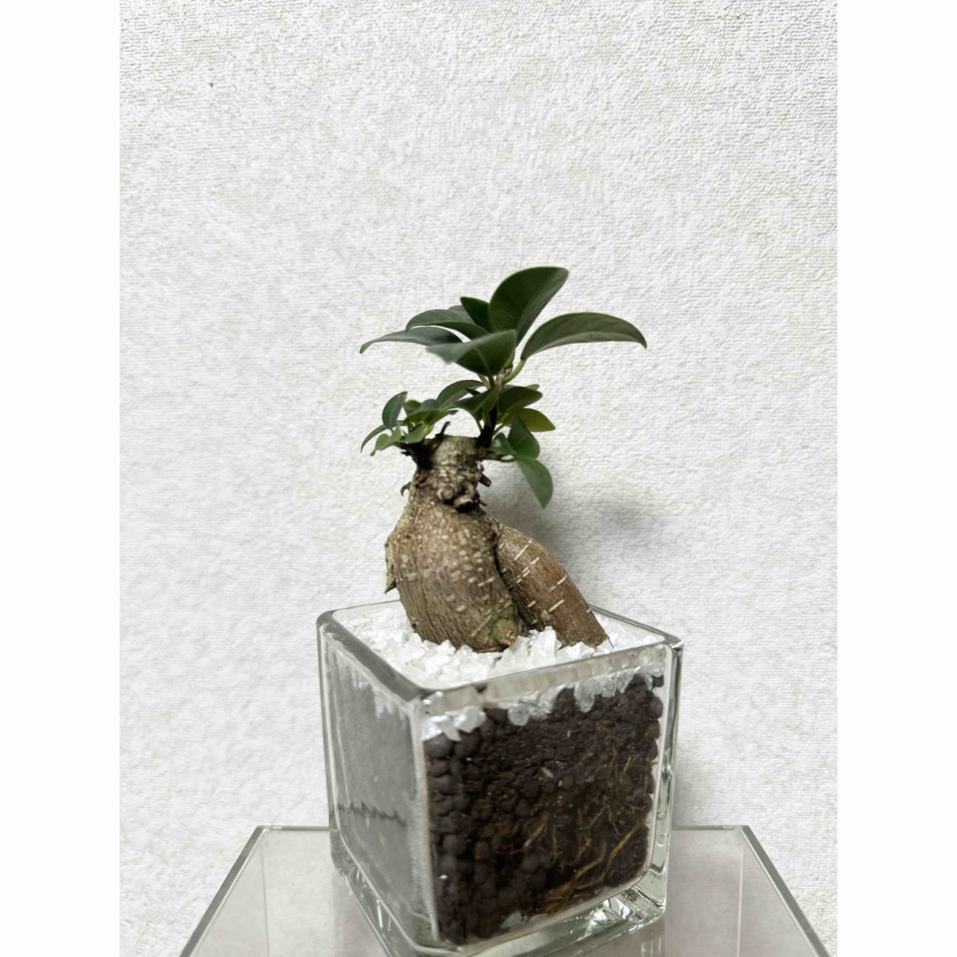 ガジュマル　ハイドロカルチャー　観葉植物 ハンドメイドのフラワー/ガーデン(ドライフラワー)の商品写真