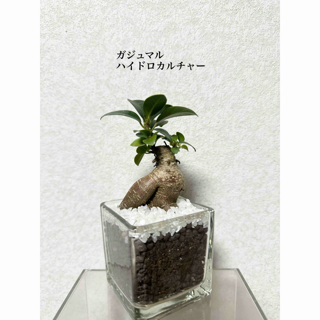 ガジュマル　ハイドロカルチャー　観葉植物 ハンドメイドのフラワー/ガーデン(ドライフラワー)の商品写真