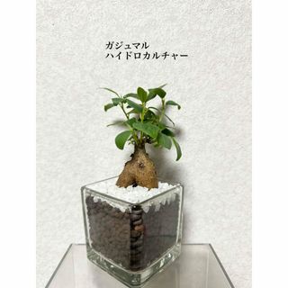 ガジュマル　ハイドロカルチャー　観葉植物(ドライフラワー)