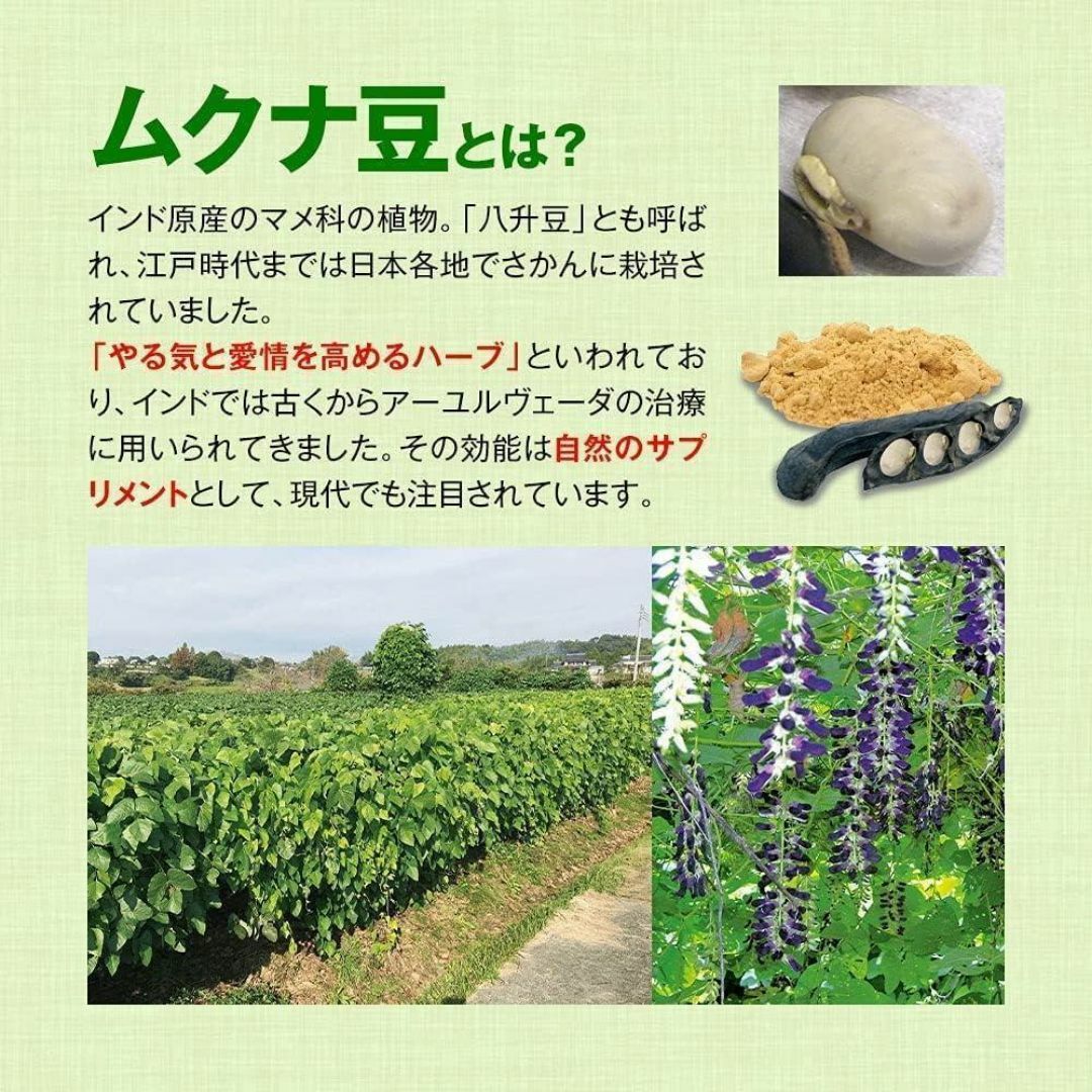 熊本県産 むくな豆粉末 100g 焙煎粉末100％ 無農薬 ムクナ豆 食品/飲料/酒の健康食品(その他)の商品写真