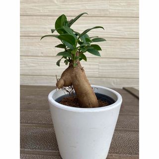 ガジュマル　開運☆観葉植物(プランター)