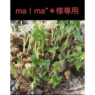 ma！ma”＊様専用(野菜)