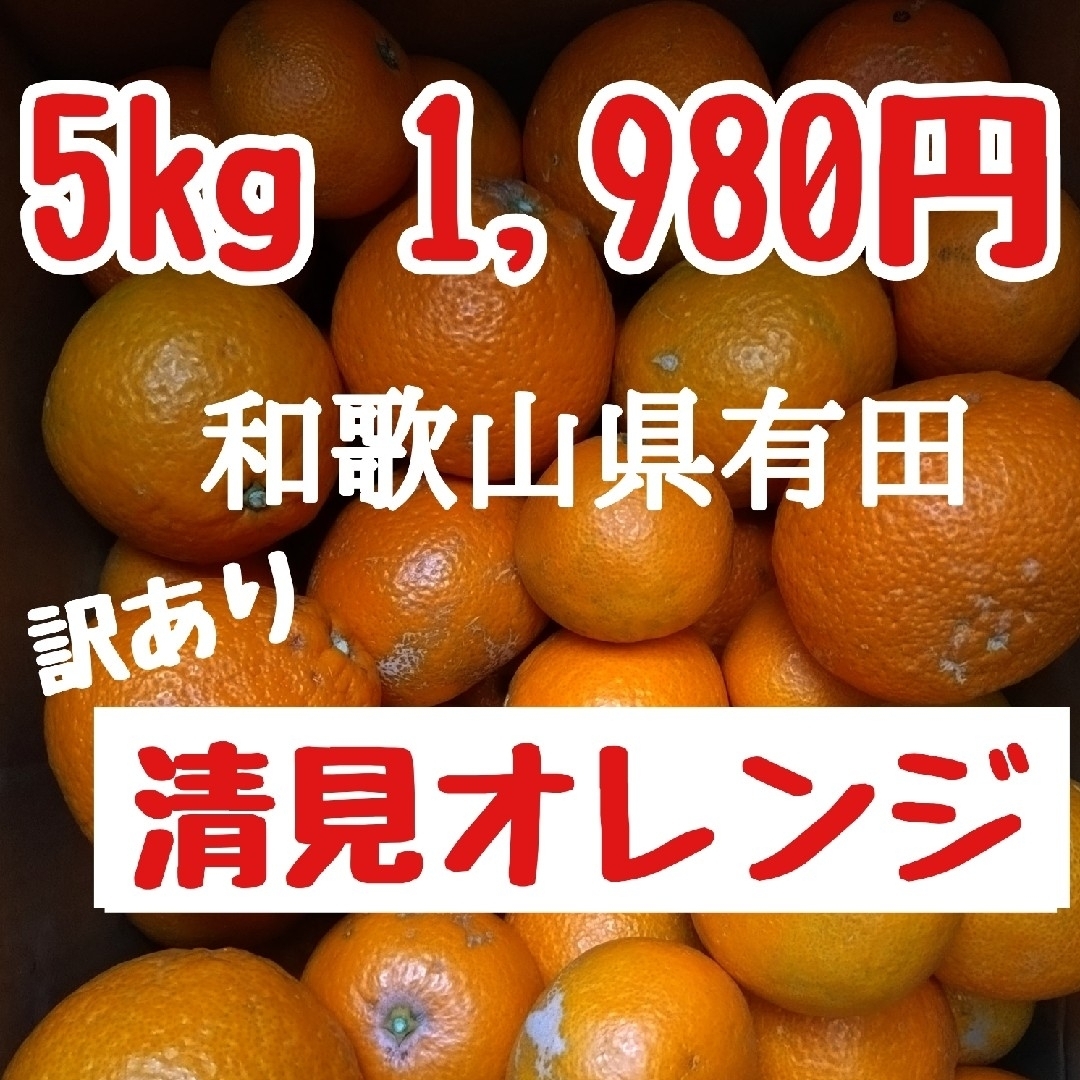 和歌山県有田 ジュ～シ〜清見オレンジ5kg 食品/飲料/酒の食品(フルーツ)の商品写真