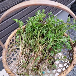 せり300g　中～大サイズ混合　食用可　植えても良し(野菜)