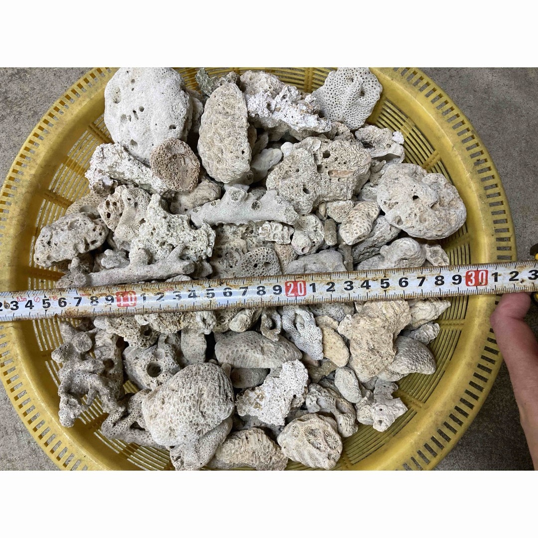 3個セット★サンゴ　珊瑚　石　飾り石　小さめ　水槽　アクアリウム　装飾 その他のペット用品(アクアリウム)の商品写真