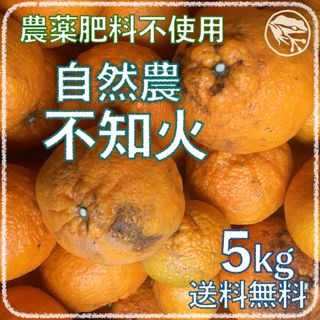 自然農不知火5kg 6年目 無農薬肥料不使用 自然農法 みかん 海乃蛙自然農園(フルーツ)