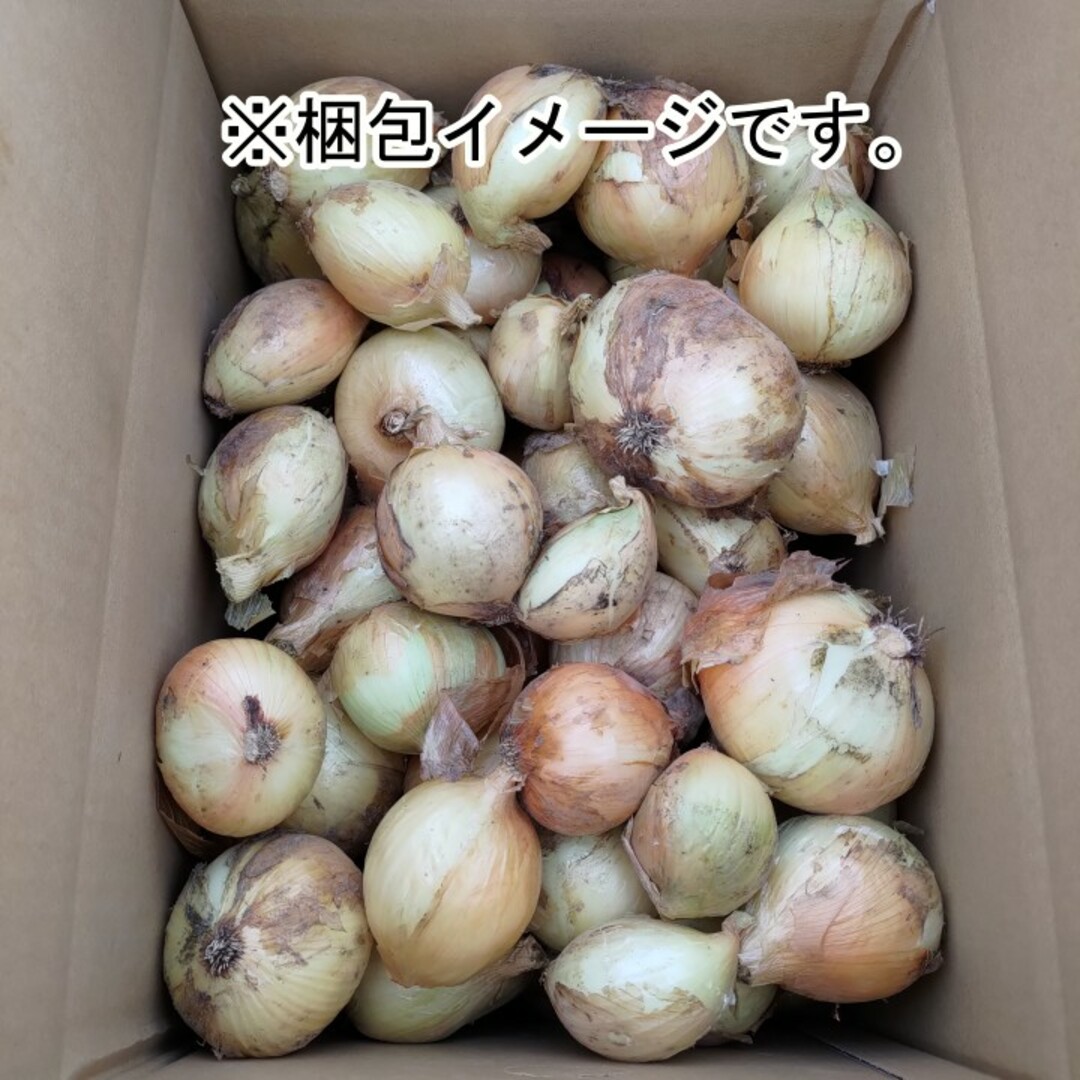 熊本産 新玉ねぎ 10ｋｇ 訳あり 農家直送 特別栽培 新たまねぎ 新タマネギ 食品/飲料/酒の食品(野菜)の商品写真