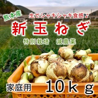 熊本産 新玉ねぎ 10ｋｇ 訳あり 農家直送 特別栽培 新たまねぎ 新タマネギ(野菜)