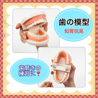 ⭐️ 歯の模型 歯のモデル 180度 開閉式 歯磨きの練習 知育玩具⭐️