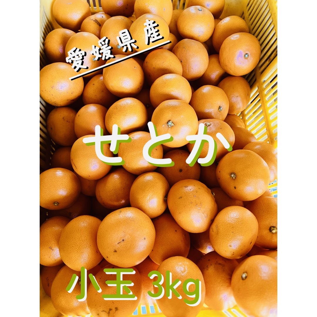 小玉3kg 愛媛県産せとか　家庭用 食品/飲料/酒の食品(フルーツ)の商品写真