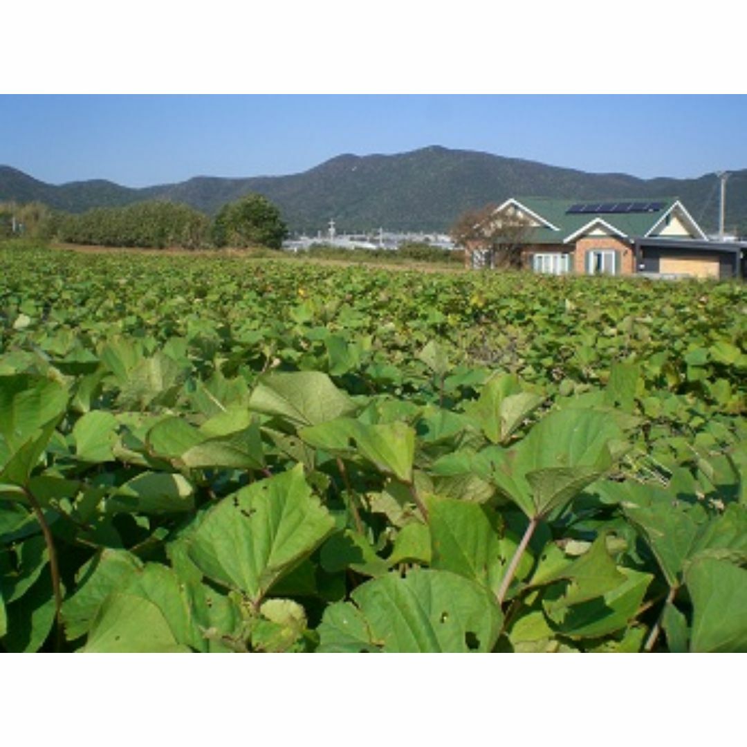 自然栽培 さつま芋(1kg)★有機の更に先、自然とともに無肥料・無農薬・自家採取 食品/飲料/酒の食品(野菜)の商品写真