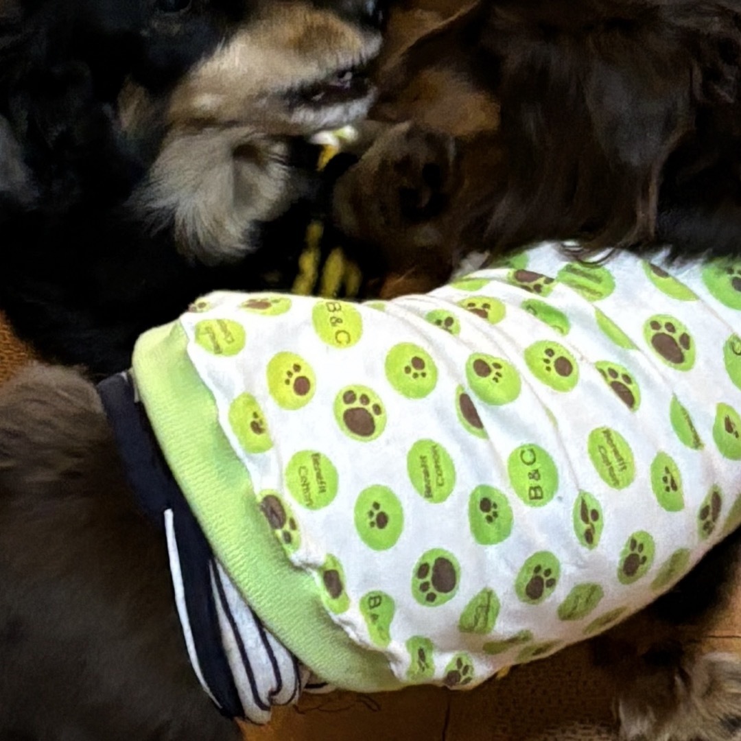 限定４枚『肉球ドット柄タンクトップ』　メルロコ　犬服　ダックス専用 ハンドメイドのペット(ペット服/アクセサリー)の商品写真