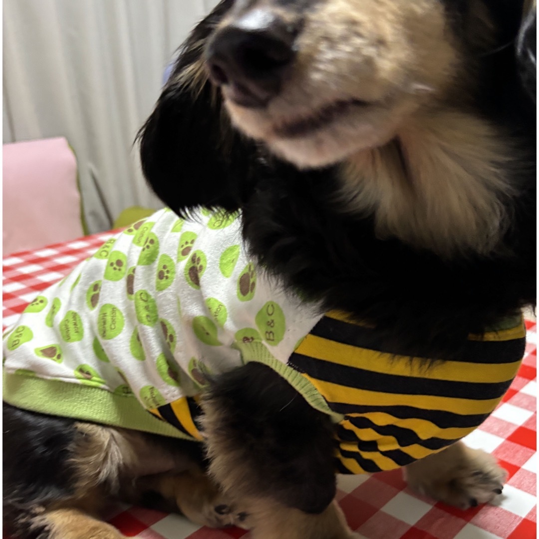限定４枚『肉球ドット柄タンクトップ』　メルロコ　犬服　ダックス専用 ハンドメイドのペット(ペット服/アクセサリー)の商品写真